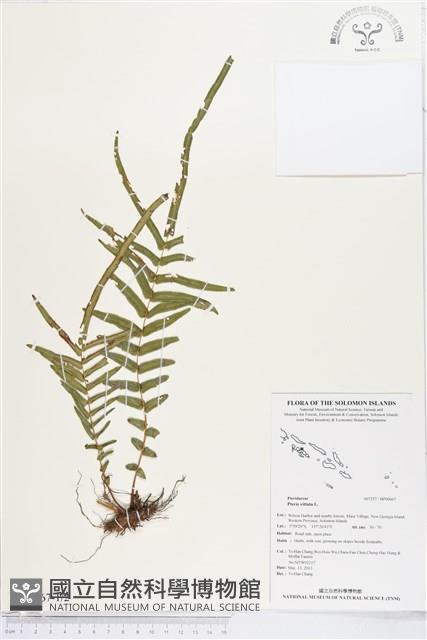 鱗蓋鳳尾蕨藏品圖，第1張