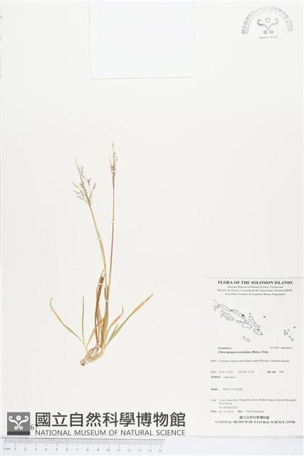 竹節草藏品圖，第1張