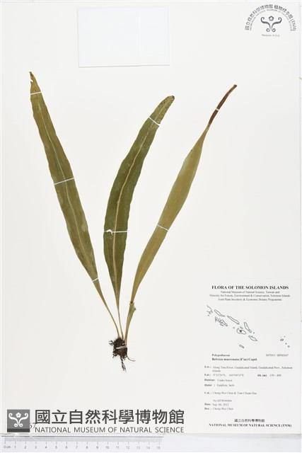 尖嘴蕨藏品圖，第1張