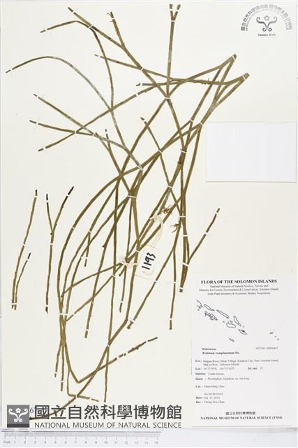 垂枝松葉蕨藏品圖，第1張