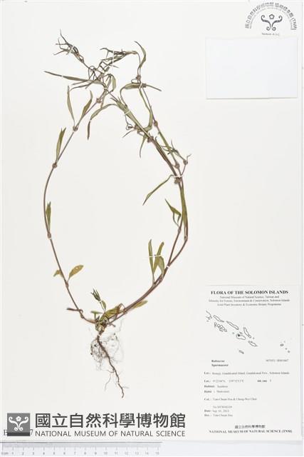 登錄號:BS01467藏品圖，第1張