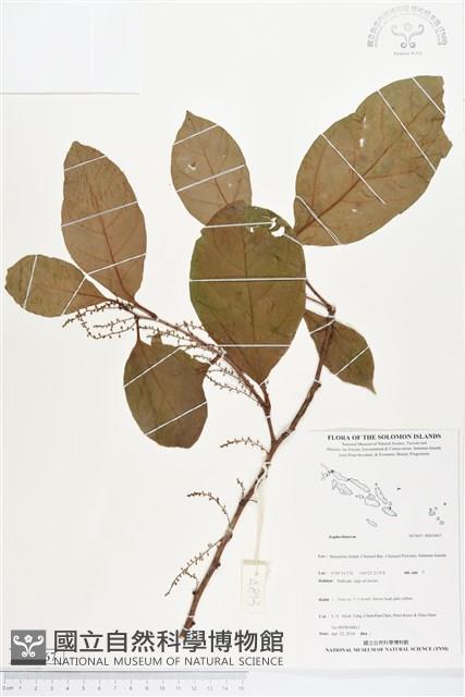 登錄號:BS04467藏品圖，第1張