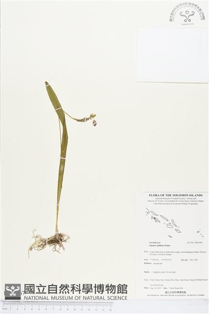 登錄號:BS03467藏品圖，第1張