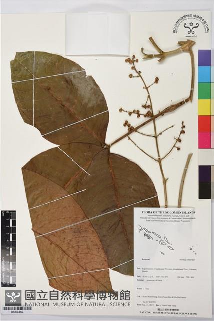 登錄號:BS07467藏品圖，第1張