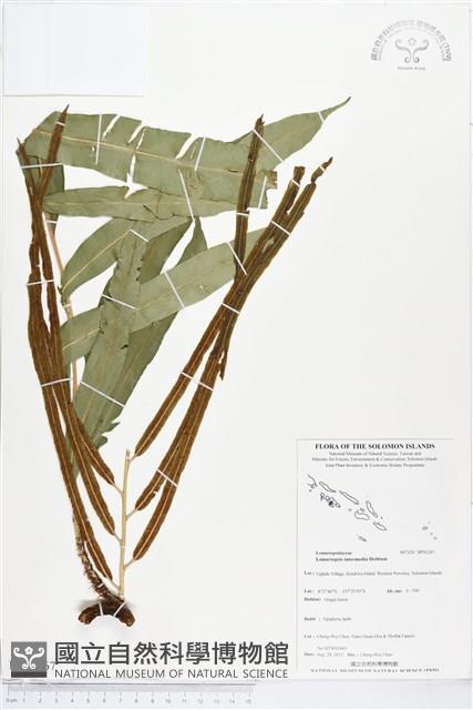 登錄號:BP01267藏品圖，第1張