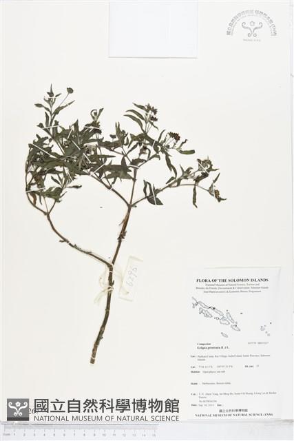 鱧腸藏品圖，第1張