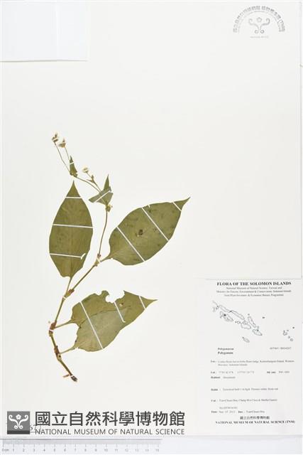 登錄號:BS04267藏品圖，第1張