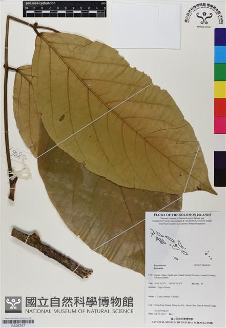 登錄號:BS06767藏品圖，第1張