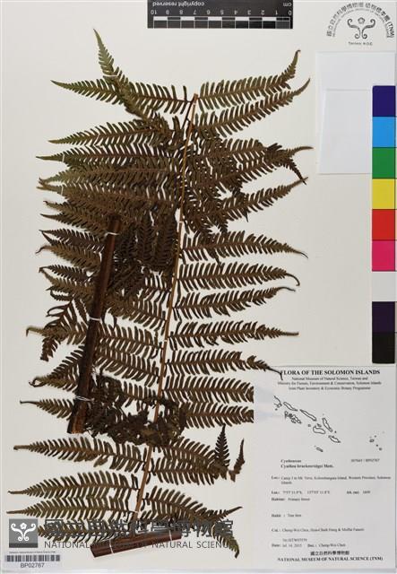 登錄號:BP02767藏品圖，第1張