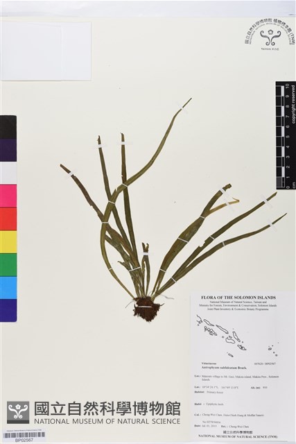 登錄號:BP02567藏品圖，第1張