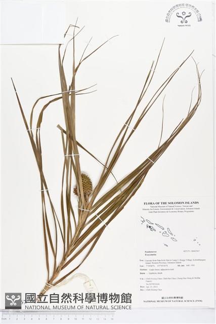 登錄號:BS02567藏品圖，第1張