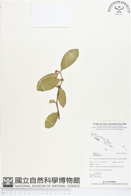 登錄號:BS01567藏品圖，第1張