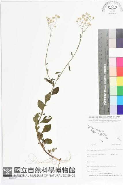 登錄號:BS05567藏品圖，第1張