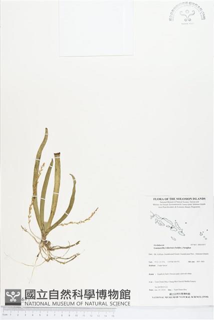 登錄號:BS04567藏品圖，第1張