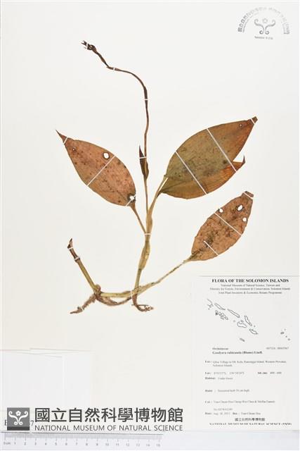 長苞斑葉蘭藏品圖，第1張