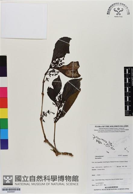 登錄號:BS06967藏品圖，第1張