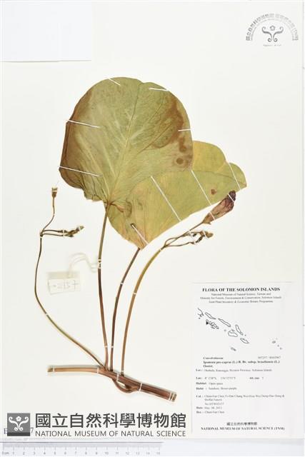 馬鞍藤藏品圖，第1張