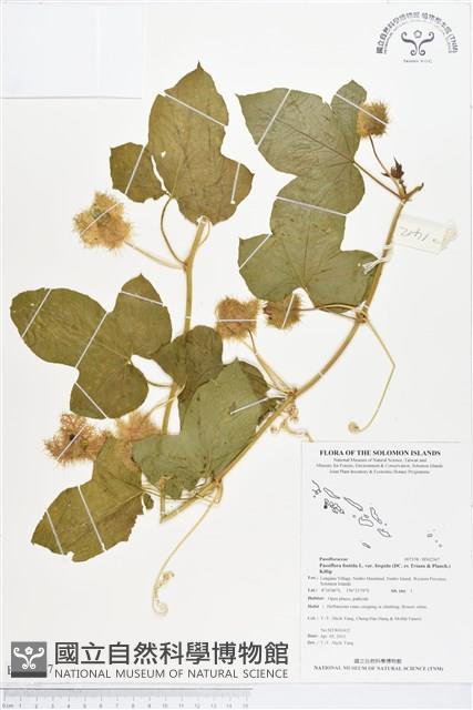 毛西番蓮藏品圖，第1張