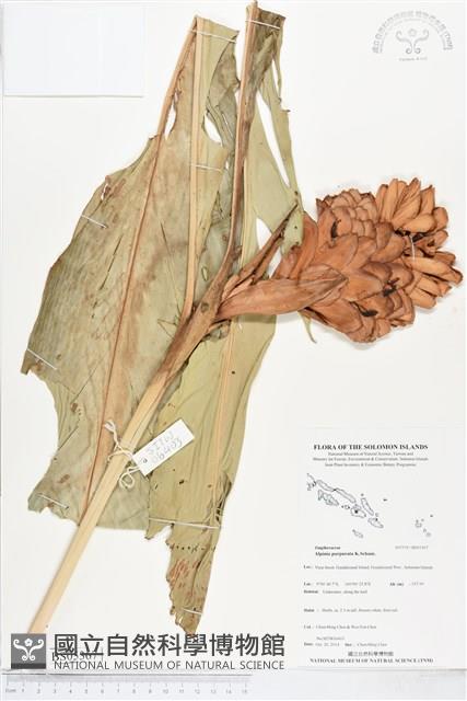 紅花月桃藏品圖，第1張