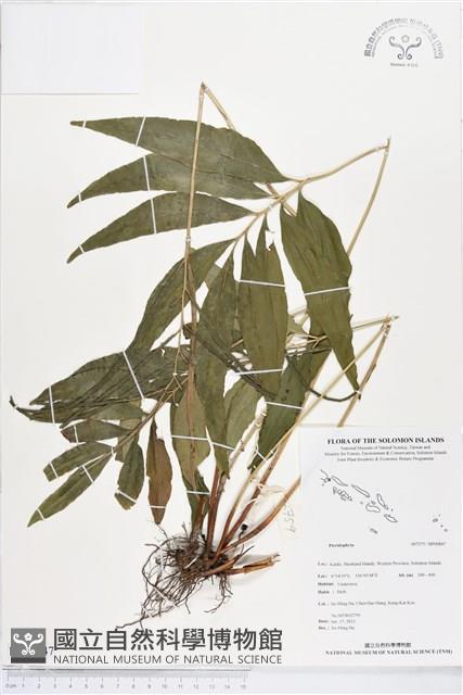 登錄號:BP00847藏品圖，第1張