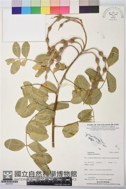 毛苦參藏品圖，第1張