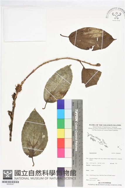 登錄號:BS06047藏品圖，第1張