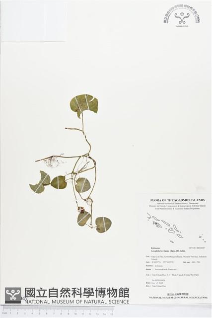 苞花蔓藏品圖，第1張