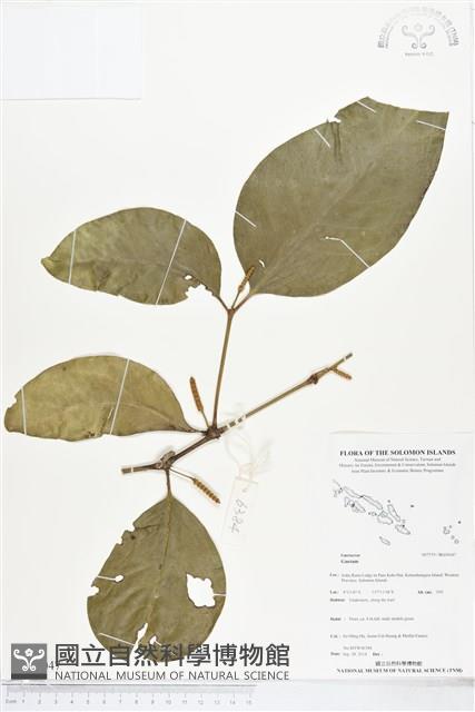 登錄號:BG00047藏品圖，第1張