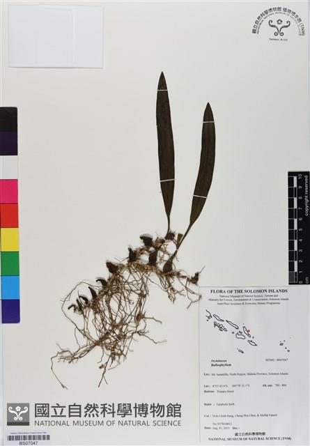 登錄號:BS07047藏品圖，第1張