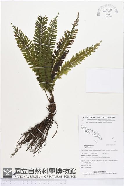 登錄號:BP00647藏品圖，第1張