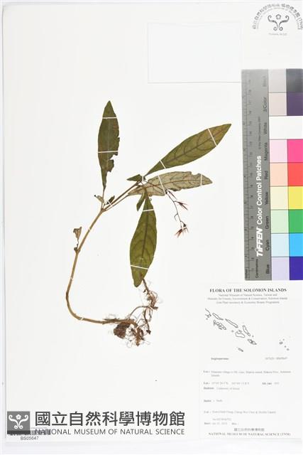 登錄號:BS05647藏品圖，第1張