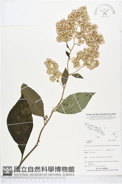 登錄號:BS04647藏品圖，第1張