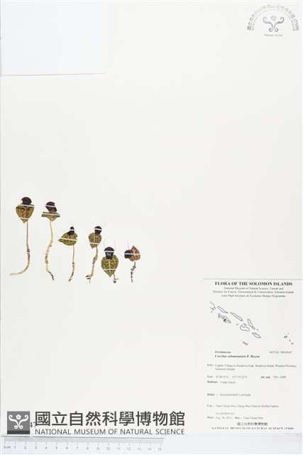 登錄號:BS03647藏品圖，第1張