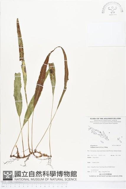 登錄號:BP02147藏品圖，第1張