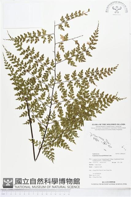 大羽鐵角蕨藏品圖，第1張