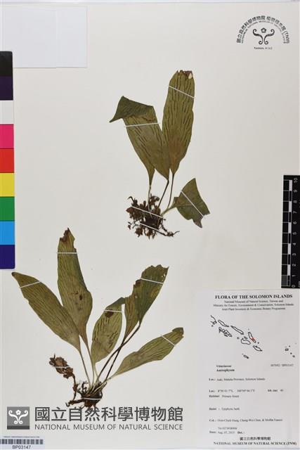 登錄號:BP03147藏品圖，第1張