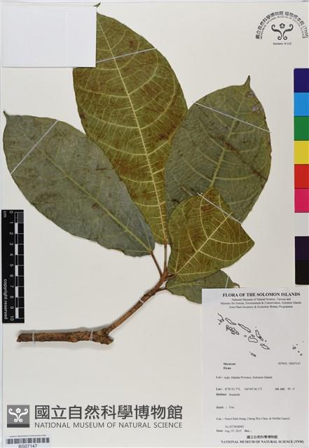 登錄號:BS07147藏品圖，第1張