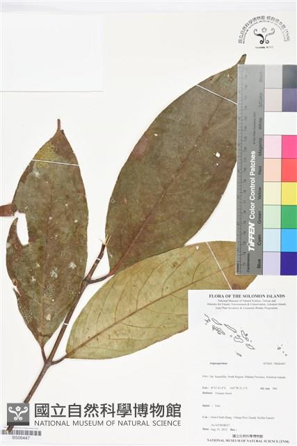 登錄號:BS06447藏品圖，第1張