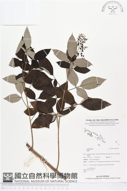 登錄號:BS02447藏品圖，第1張