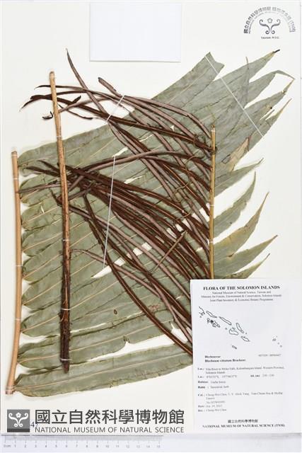 登錄號:BP00447藏品圖，第1張