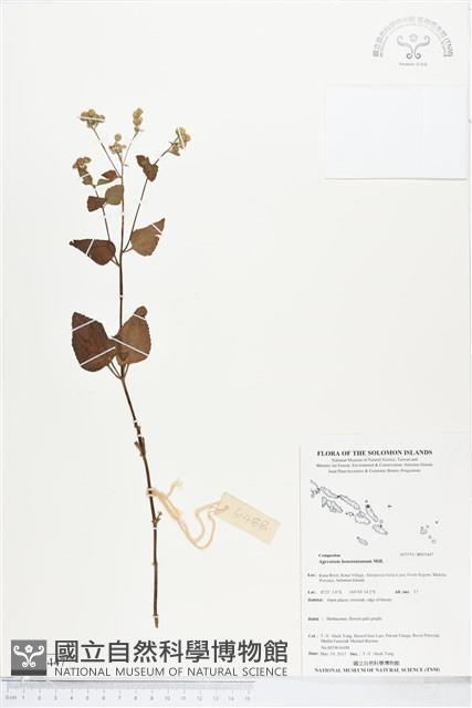 紫花霍香薊藏品圖，第1張