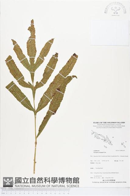 登錄號:BP02247藏品圖，第1張