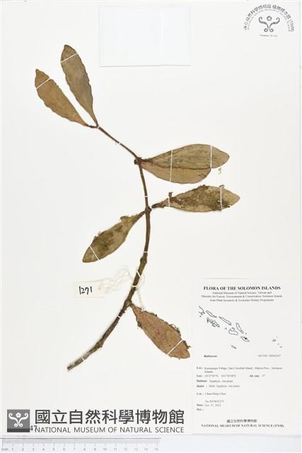 登錄號:BS02247藏品圖，第1張