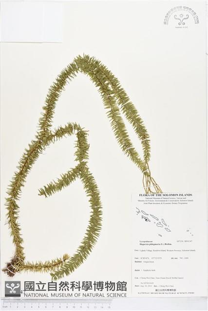 垂枝石松、垂枝馬尾杉藏品圖，第1張