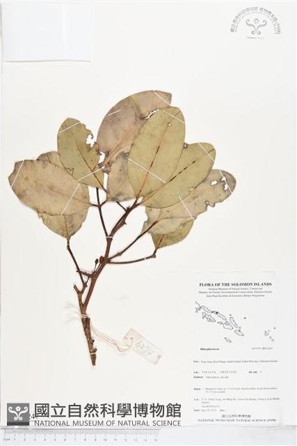 登錄號:BS05247藏品圖，第1張