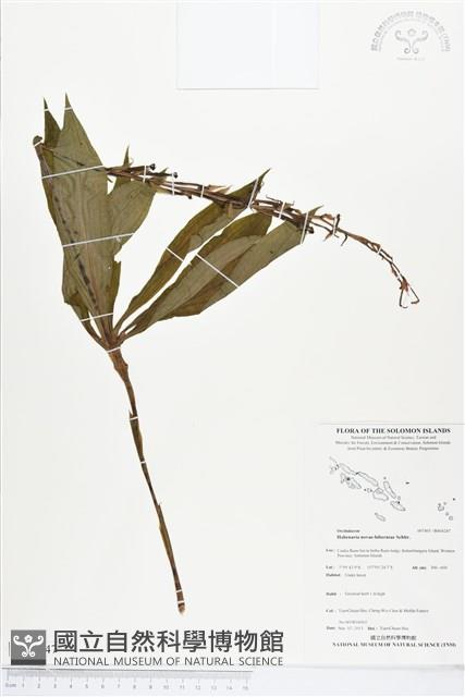 登錄號:BS04247藏品圖，第1張