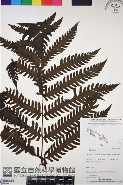 登錄號:BP03247藏品圖，第1張