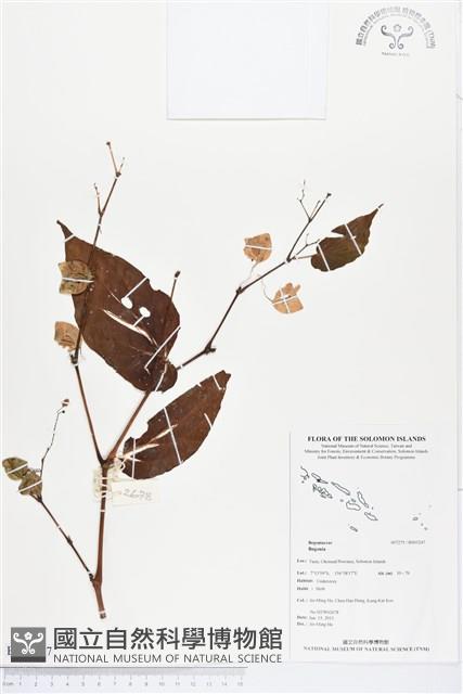 登錄號:BS03247藏品圖，第1張