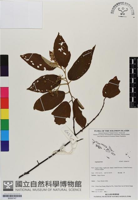 登錄號:BS06747藏品圖，第1張