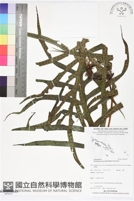 登錄號:BP02747藏品圖，第1張